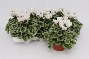 White Cyclamen persicum Midi – 10.5cm Pot