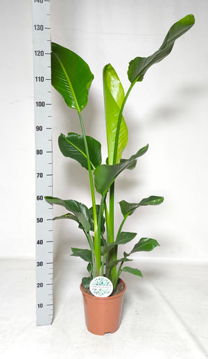 Bird of Paradise Plant (Strelitzia nicolai) – 21cm Pot