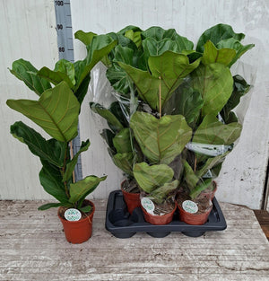 Fiddle Leaf Fig (Ficus lyrata) – 17cm Pot, 95cm Tall