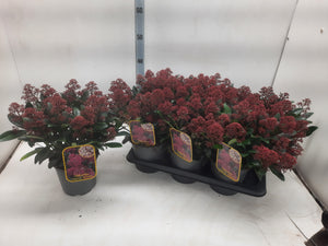 Skimmia japonica 'Rubella' – 17cm Pot