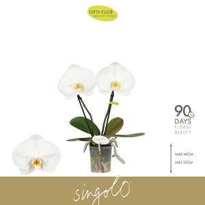 White Phalaenopsis Orchid ‘Singolo Tosha’ – 9cm Pot