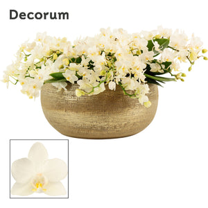 White Phalaenopsis Orchid – 27cm Ceramic Pot