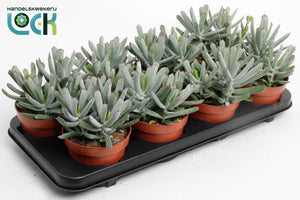 Cotyledon Octopus Succulent – 12cm Pot