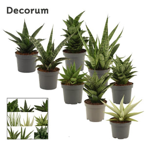 Mixed Sansevieria Houseplant – 9cm Pot