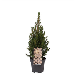 Potted Norway Spruce (Picea) – 13cm Pot, 45cm High