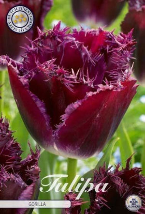 Fringed Tulip ‘Gorilla’ Flower Bulbs – 7 Bulbs