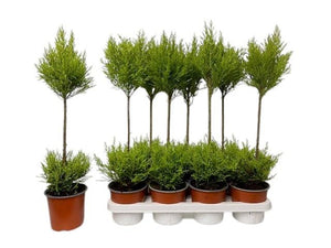 Goldcrest Monterey Cypress (Cupressus macrocarpa) – 14cm Pot
