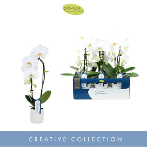 Mixed Phalaenopsis Orchid – 9cm Ceramic Pot