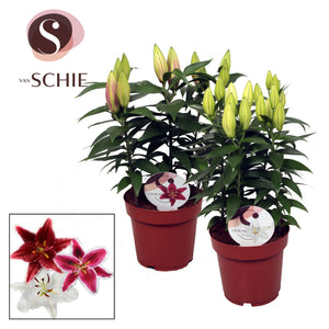 Oriental Lily (Lilium Oriental Group) – 19cm Pot, 45cm