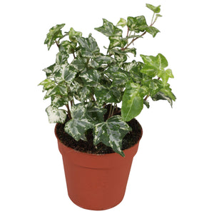 Kolibri English Ivy (Hedera helix) – 9cm Pot