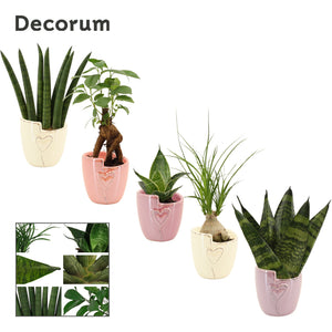 Mixed Green Houseplant in Ceramic Pot – 6cm