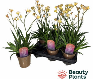 Mixed Anigozanthos Kangaroo Paw – 12cm Pot