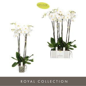 White Phalaenopsis Orchid – 4 Stem, 17cm Pot