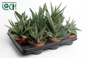 Gasteria Succulent – 10.5cm Pot, Approx. 17cm High