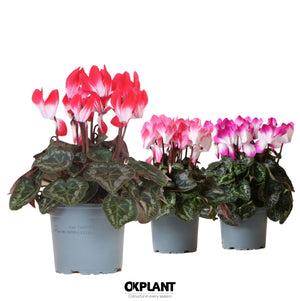 Purple-Flamed Cyclamen persicum – 12cm Pot