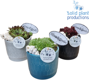 Navy Sempervivum Arrangement – 12cm Ceramic Pot