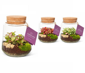 Medium Mercurius Glass Terrarium – 16cm