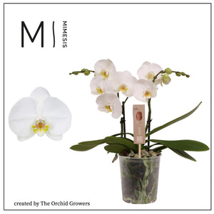 White Phalaenopsis Orchid – 2 Stem, 12cm Pot