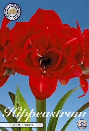Amaryllis ‘Clown’ Flower Bulb – Mixed Colours