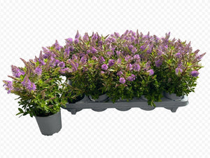 Hebe All Blooms Mixed Flowering Plant – 11cm Pot