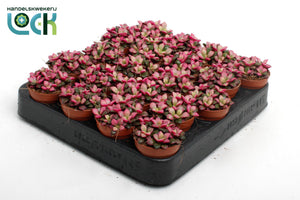 Sunrise Anacampseros Succulent – 5.5cm Pot