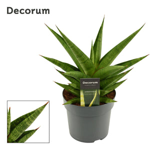 Sansevieria ‘Snow Lotus Crown’ – 14cm Pot