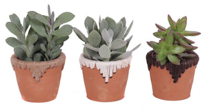 Mixed Succulent Arrangement in Ceramic Tuvalu Pot – 10cm