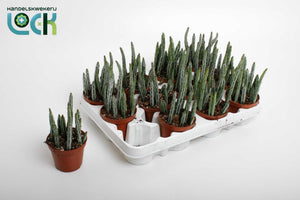 Stapelia stapeliiformis Succulent – 8.5cm Pot