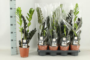 Raven ZZ Plant (Zamioculcas zamiifolia) – 14cm Pot