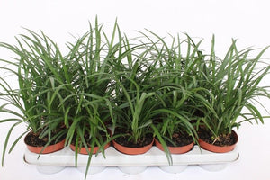 Lilyturf (Liriope spicata) – 12cm Pot