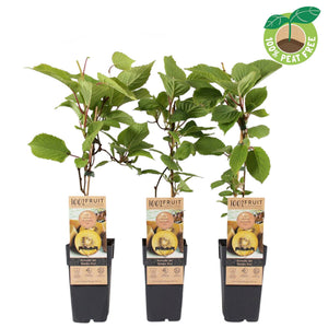 Golden Kiwi Plant (Actinidia deliciosa) – 15cm Pot
