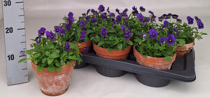 Mixed Viola Cornuta Garden Plant – 15cm Pot