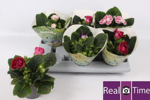 Mixed Sinningia Flowering Houseplant – 13cm Pot