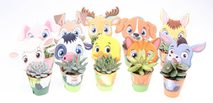 Mixed Succulent Plant – 5.5cm Pot
