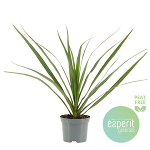 Dragon Tree (Dracaena marginata) – 8.5cm Pot