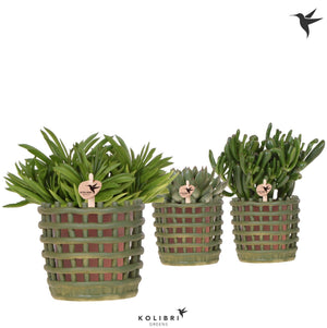 Mixed Succulent Arrangement in Ceramic Pot – 12cm
