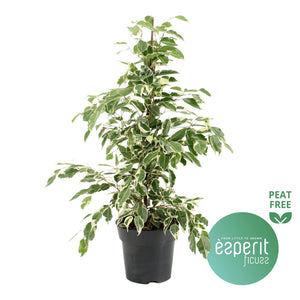 Twilight Weeping Fig (Ficus benjamina) – 17cm Pot, 70cm Tall