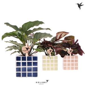 Mixed Calathea Houseplant – 9cm Ceramic Pot