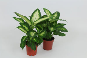 Mixed Dieffenbachia Houseplant – 12cm Pot, 40cm High