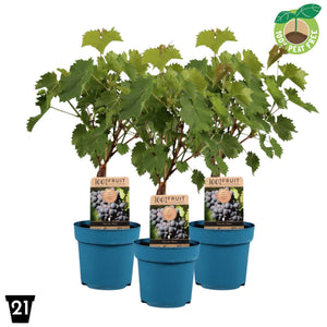Nero Grape Vine (Vitis vinifera) – 21cm Pot