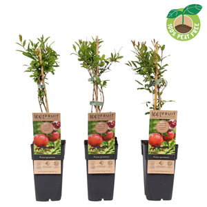 Pomegranate Plant (Punica granatum) – 15cm Pot, 50cm High