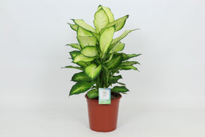 Dieffenbachia ‘Summer Style’ – 24cm Pot, 80cm Tall