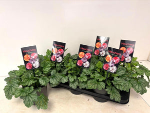 Heuchera 'Paris' – 15cm Pot