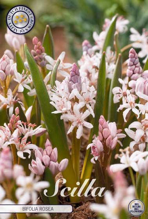 Rosea Scilla Bifolia Flower Bulbs – 5/6