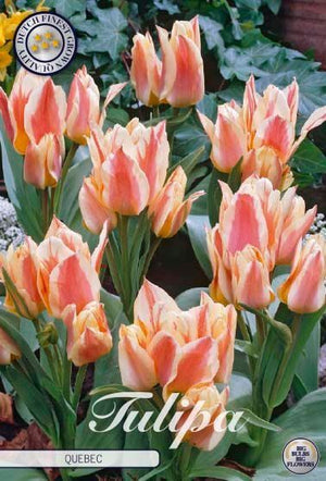 Tulipa greigii ‘Quebec’ Flower Bulbs – Size 12/+