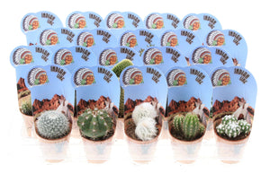 Mixed Cactus Collection – 5.5cm Pot