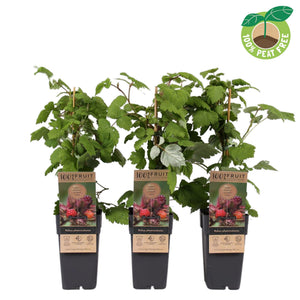 Japanese Wineberry (Rubus phoenicolasius) – 15cm Pot