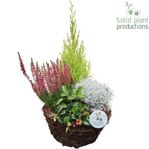 Salim Medium Decorative Plant Arrangement – 26cm Pot