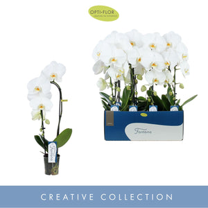 White Phalaenopsis Orchid – 9cm Pot, 50cm High