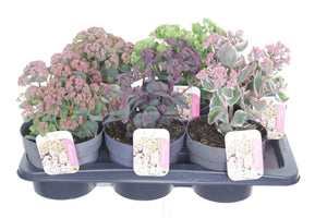 Mixed Sedum Autumn Stonecrop – 17cm Pot
